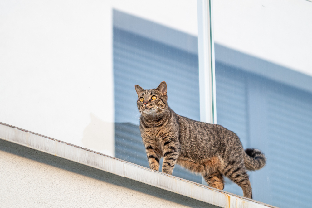 bezpieczny balkon dla kota